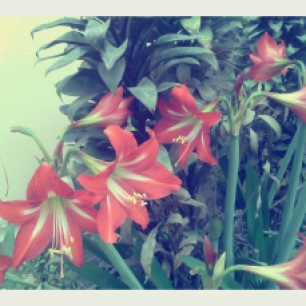 Dark Red lily